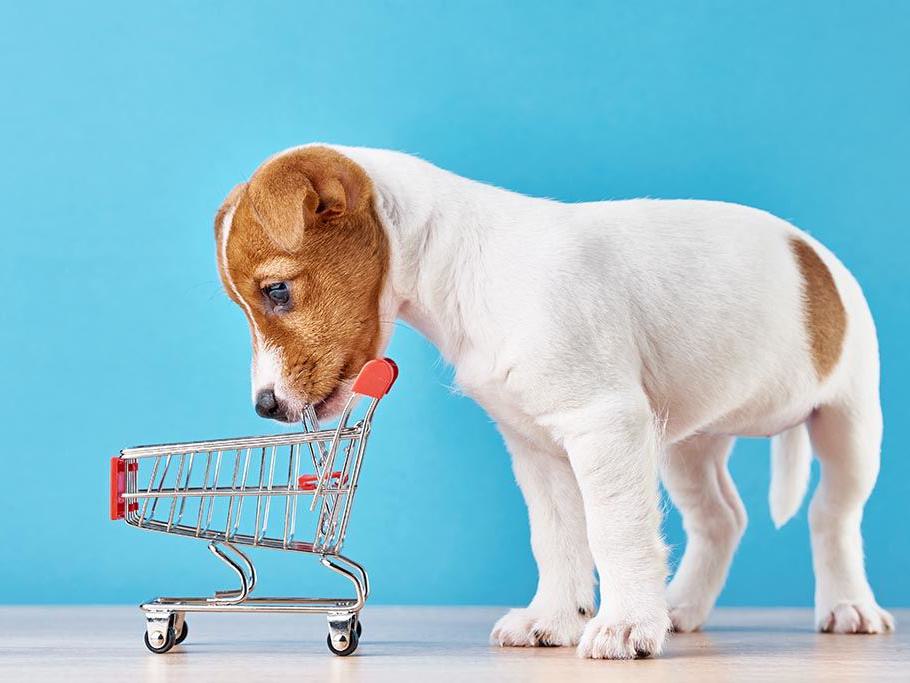 Jack Russel Einkaufswagen